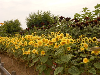 Fototapeta premium Sunflowers in Japan