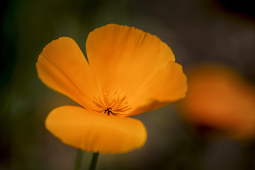 Stunning California poppy flower eschscholzia californica with shallow depth of field