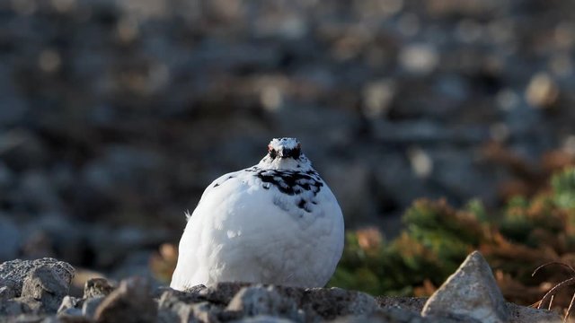ライチョウ雄(rock ptarmigan)