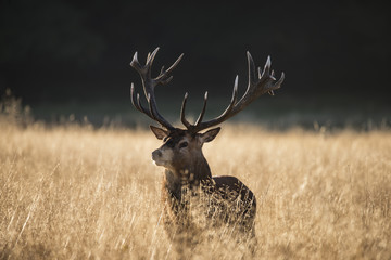 Majestic red deer stag cervus elaphus bellowing in open grasss field landscape during rut season in...