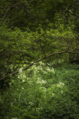 Beautiful artistic landscape image of Spring forest lush green landscape