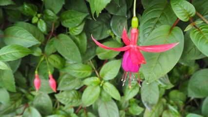 The red hanging flower