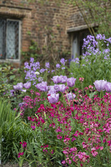 Stunning shallow depth of field landscape image of English country garden borders with vibrant tulips and Spring flowers
