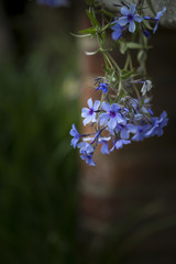 Beautiful image of wild blue phlox flower in Spring overflowing from vintage planter box