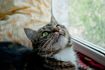 Gray cat with white mustache and yellow eyes lies on a window sill on a red cloth on a blurred background in the rays of the sun