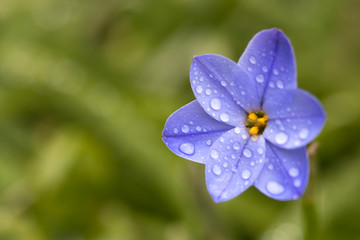 ハナニラの花
