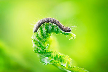 Insect caterpillar in nature on a spiral of a fern leaf macro on a green background in the sun.