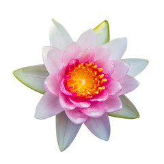 lotus flower Ellisiana or Tubtim Siam Water Lily blooming isolated on white background