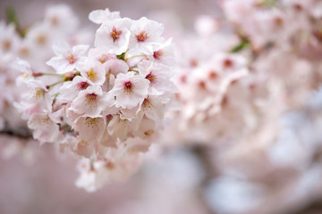 桜の花