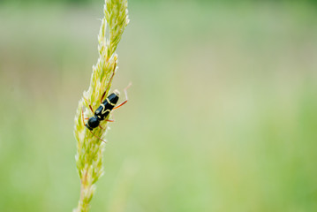 One green grass with a black beetle on a blurred green background of field and bushes on a summer day outdoors
