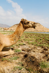 in oman camel  empty quarter of desert a free dromedary near the  sea
