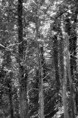 Forest of pine trees, black and white
