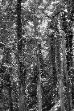 Forest of pine trees, black and white © Allusioni