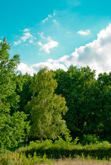 Fototapeta na wymiar Green high birch in a dense forest against a blue sky with white clouds landscape on a summer day