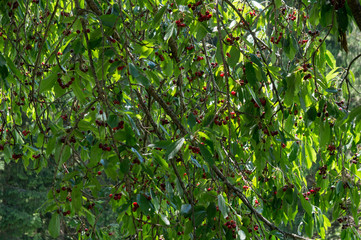 Cherry tree full of fruits