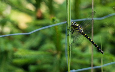 Yellow and black dragonfly resting near a fence