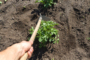 Young potato plant growing on the soil.Potato bush in the garden.Healthy young potato plant in organic garden.