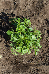 Young potato plant growing on the soil.Potato bush in the garden.Healthy young potato plant in organic garden.