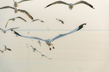 Seagull flying in the blue sky.