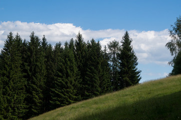 Fototapeta na wymiar A pine forest in the hills of south Austria