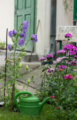 Purple bluebell flowers and green watering pot in the garden - in hte background rustic cottage