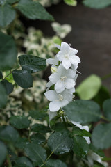 Graceful white star flower in the garden
