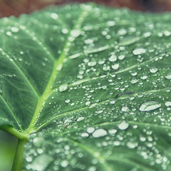 some drops in a leaf after the  rain