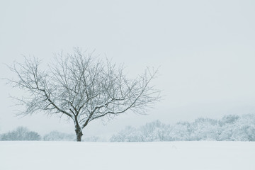 lonely bare tree in winter