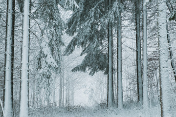 Winter forest walk