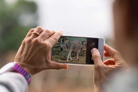 Tourist taking photo with smartphone herd of Zebras in the bush. Wildlife Safari in the Kruger National Park, travel destination in South Africa. Selective focus on display of generic smartphone.