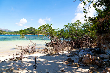 in the beautiful  island cosatline and tree