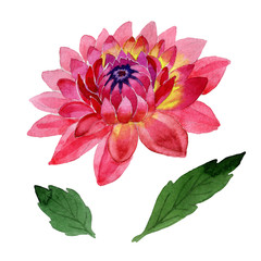 Obraz premium Wildflower dahlia flower in a watercolor style isolated.