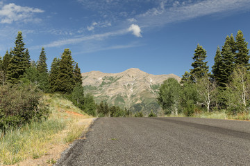 Mountain Sunny Pine Tree Road