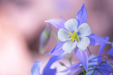 Blooming Columbine flower and Bud, close-up. One beautiful bluish - purple flower Aquilegia laramensis ( America). Garden of blue Columbine flowers