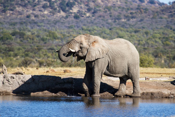 African Elephant