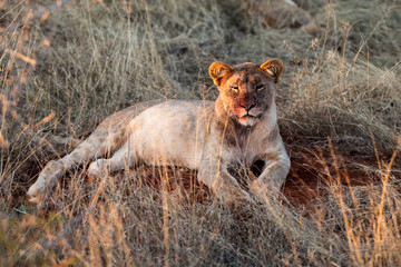 Lioness