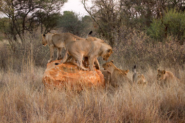 Pride of Lion playing King of the Rock