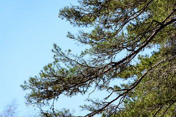 tree leaves in early summer