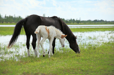 Horses graze in a meadow near the river.