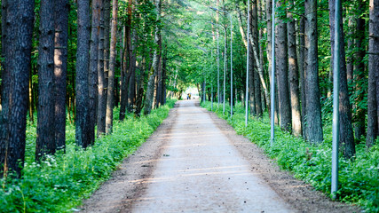 green forest with tree trunks in summer