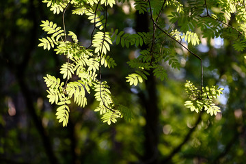 Fototapeta premium rowan tree leaves in harsh sunlight