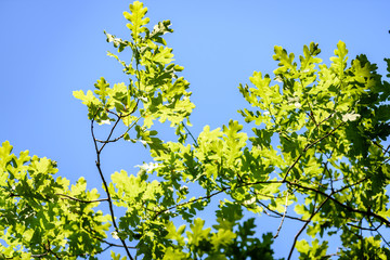 oak tree leaves in early summer