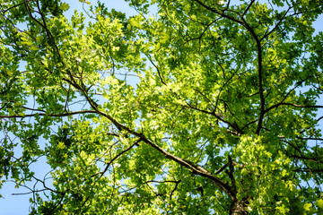 Fototapeta premium oak tree leaves in early summer