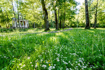 green forest with tree trunks in summer