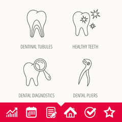 Healthy teeth, dentinal tubules and pliers icons. Dental diagnostics linear sign. Edit document, Calendar and Graph chart signs. Star, Check and House web icons. Vector