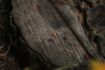 Red bug insect on the old stump