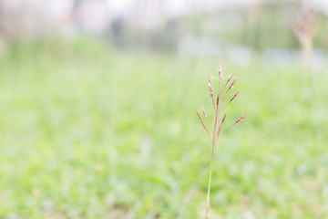 Focus small flower and blur green grass for background