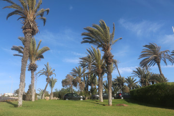 Fototapeta na wymiar Coconut palm trees in a summer day