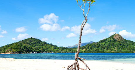 in the beautiful  island cosatline and tree