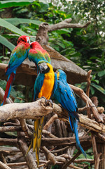 Colorful red and blue macaw perched on a branch.